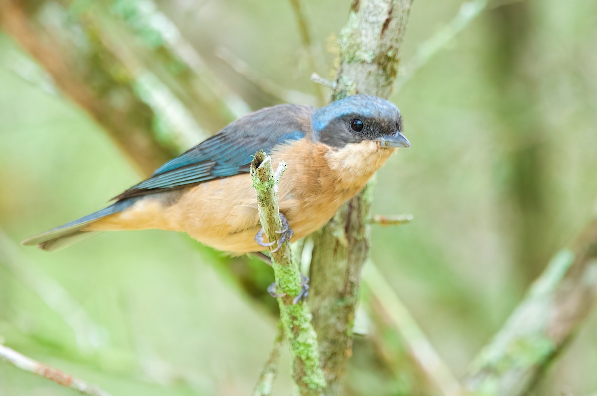 Fawn-breasted Tanager - ML524103511