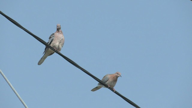 Laughing Dove - ML524103851