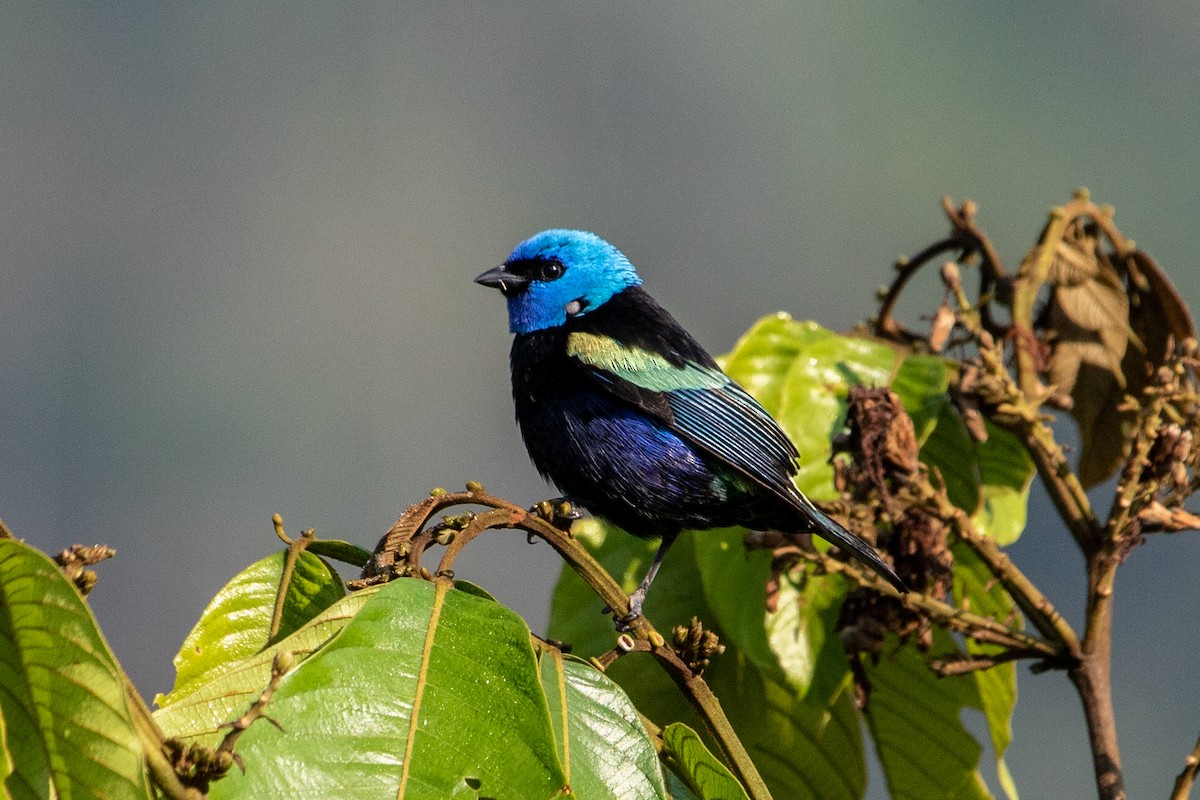 Blue-necked Tanager - ML524103871