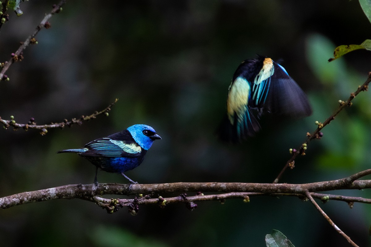 Blue-necked Tanager - ML524107261