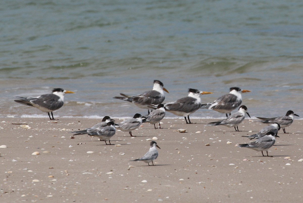 Great Crested Tern - ML52410921