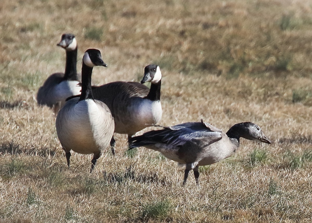 Maryland-DC Breeding Bird Atlas Checklist - 13 Jan 2023 - Kim Lane ...