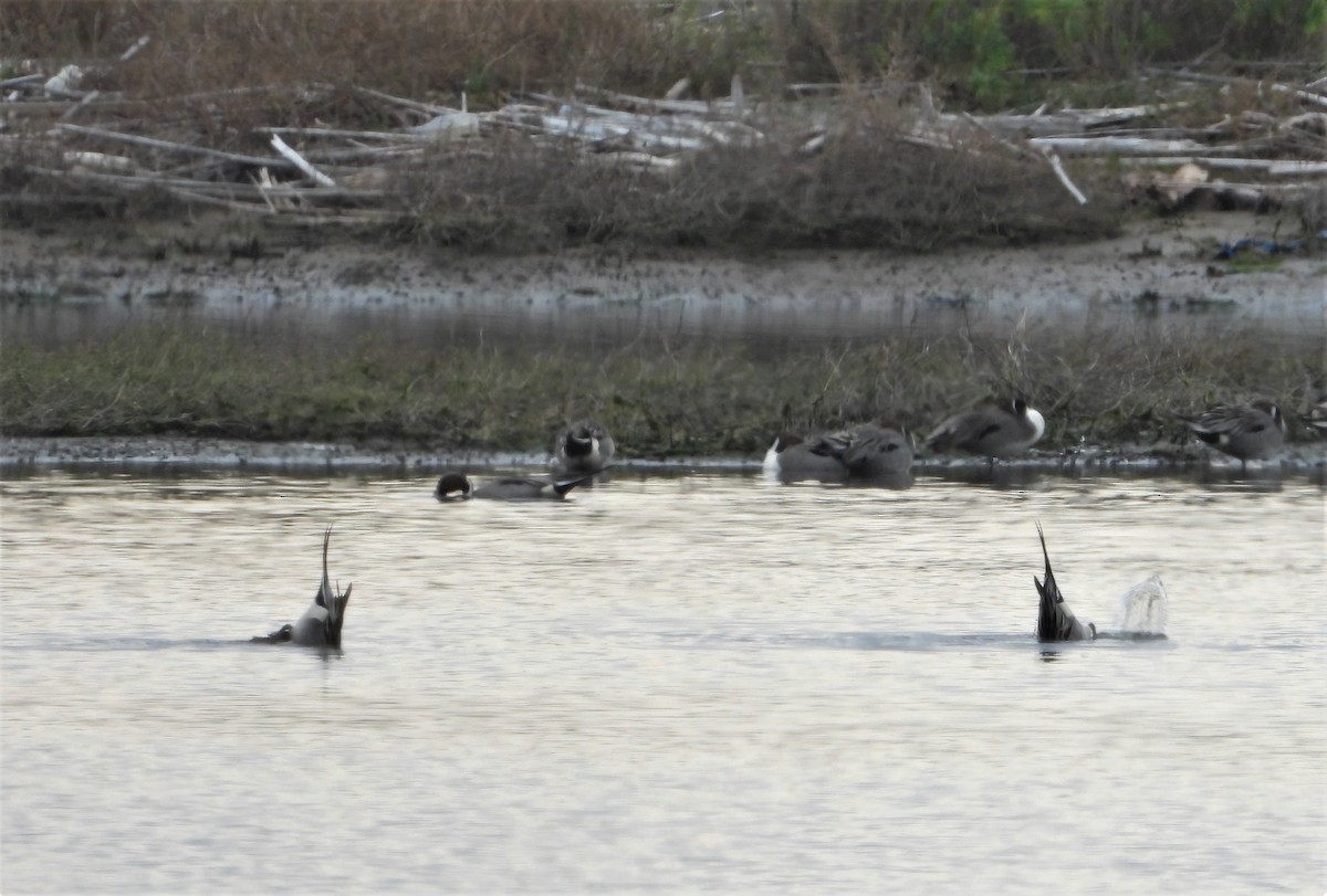 eBird Checklist - 13 Jan 2023 - Mugu Lagoon--east arm - 13 species (+2 ...