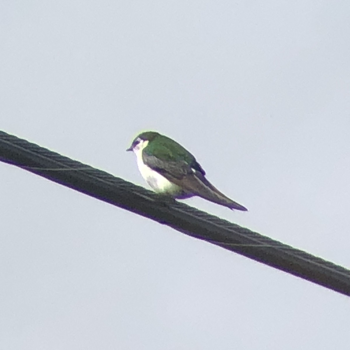 Violet-green Swallow - ML524120071