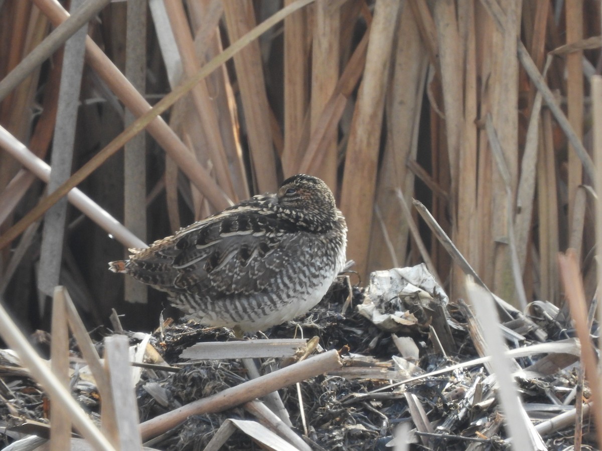 eBird Checklist 10 Jan 2023 Swan River Preserve, East Patchogue 15 species