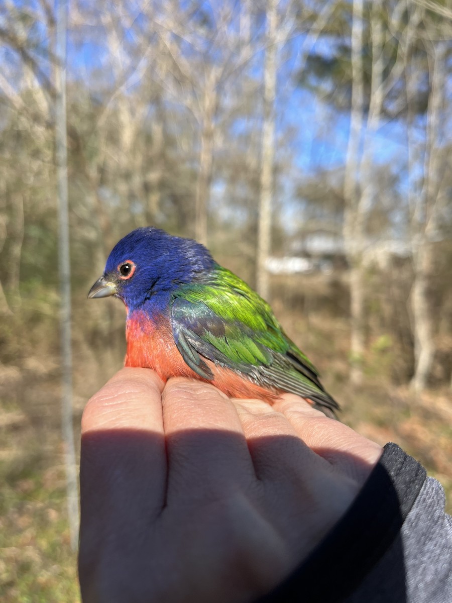Painted Bunting - ML524129241
