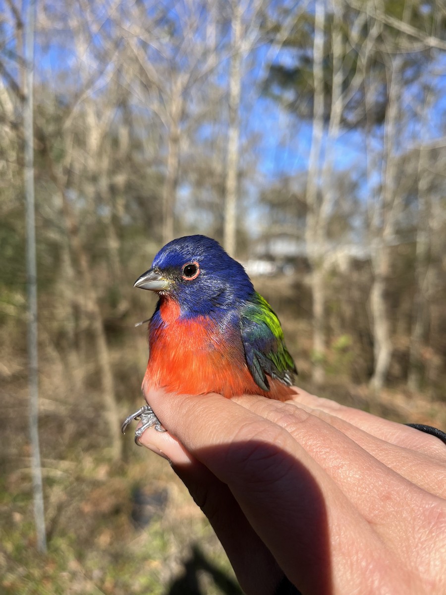 Painted Bunting - ML524129251
