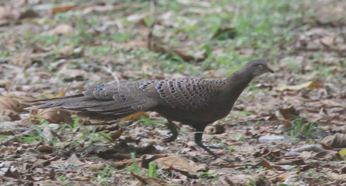 Gray Peacock-Pheasant - David Stejskal