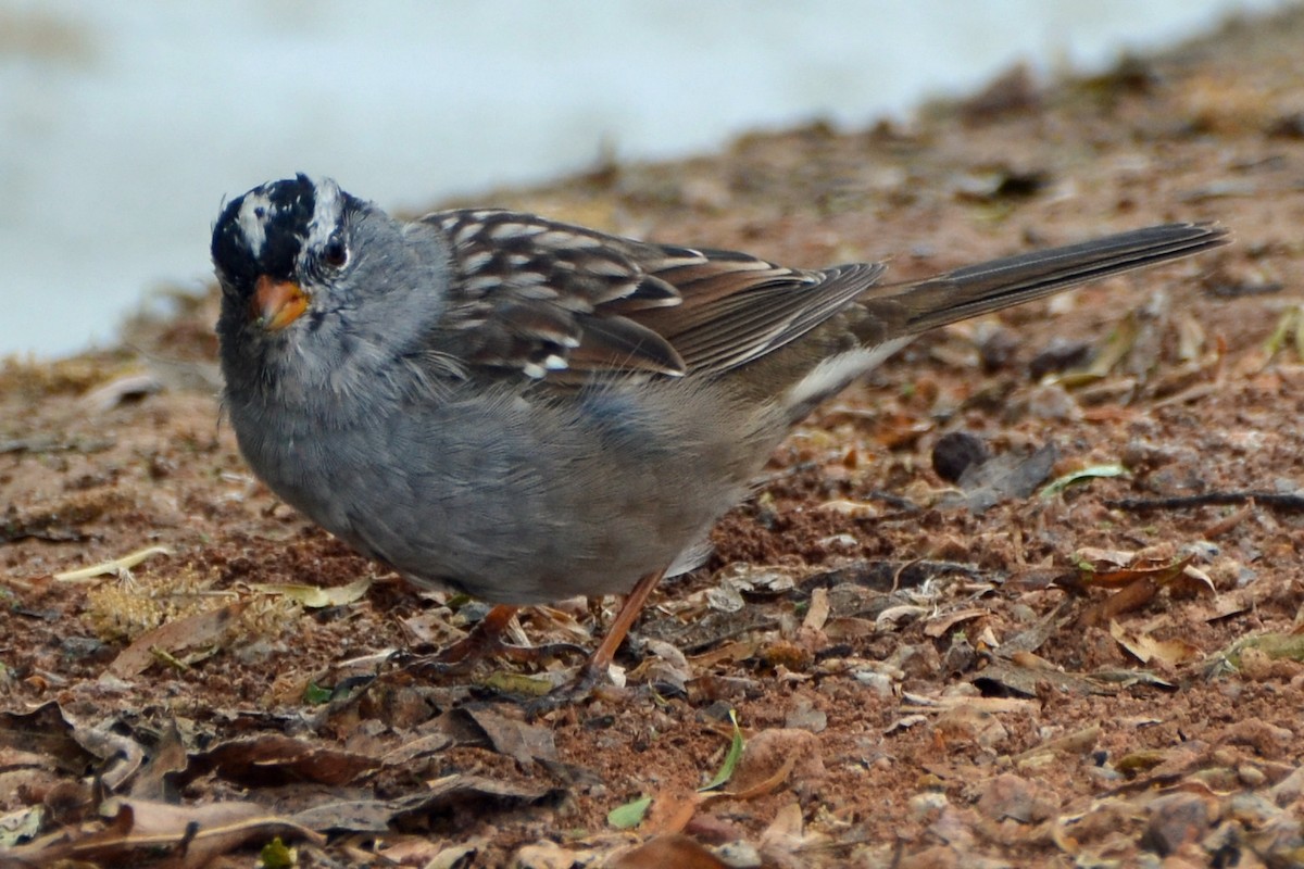 White-crowned Sparrow - ML52414141