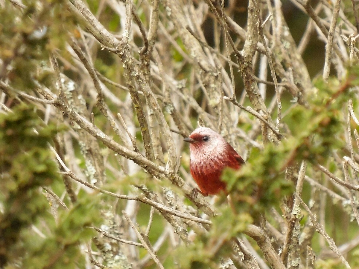 Pink-headed Warbler - Maynor Ovando