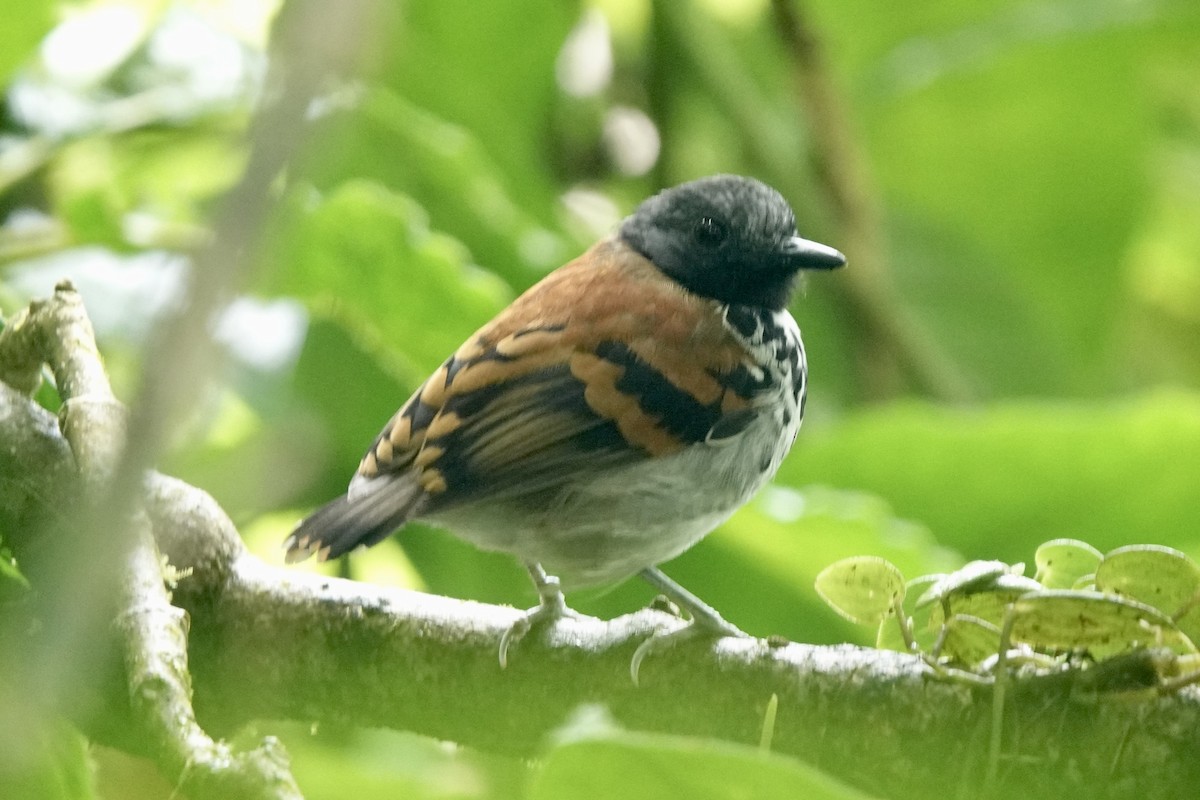 Spotted Antbird - ML524145811