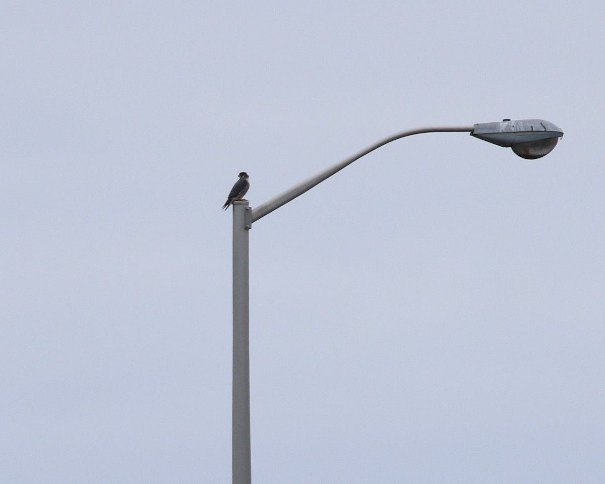 eBird Checklist 14 Jan 2023 188198 S Water St, East Windsor USCT