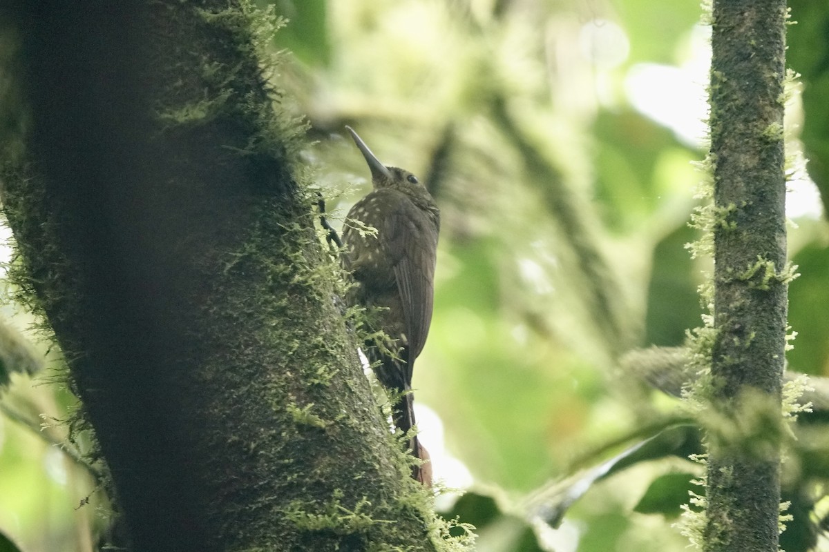 Spotted Woodcreeper - ML524146291