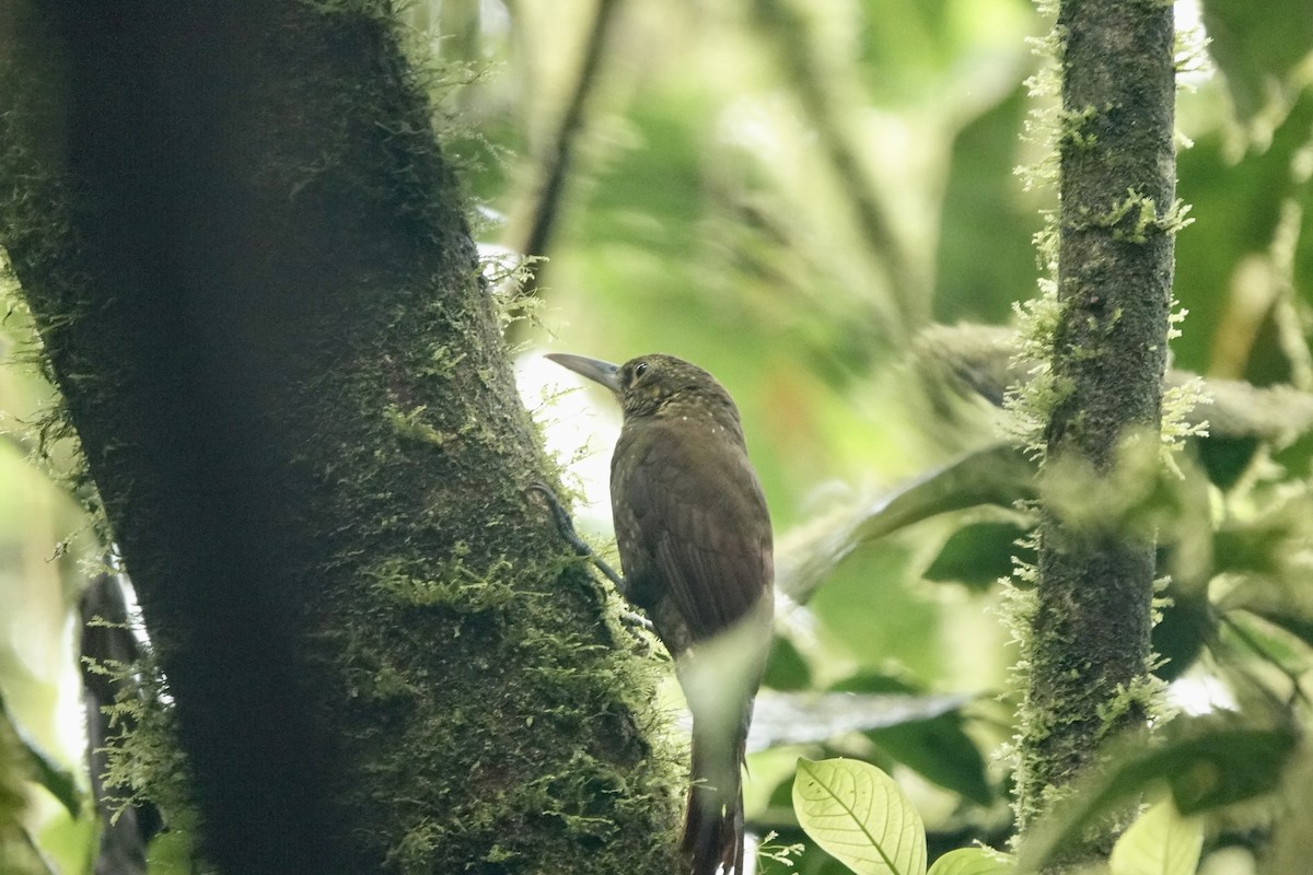Spotted Woodcreeper - ML524146301