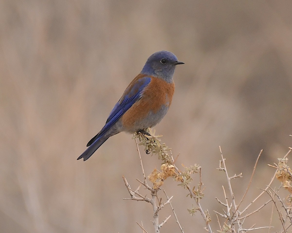 eBird Checklist - 10 Jan 2023 - Teec Nos Pos Wash - 13 species
