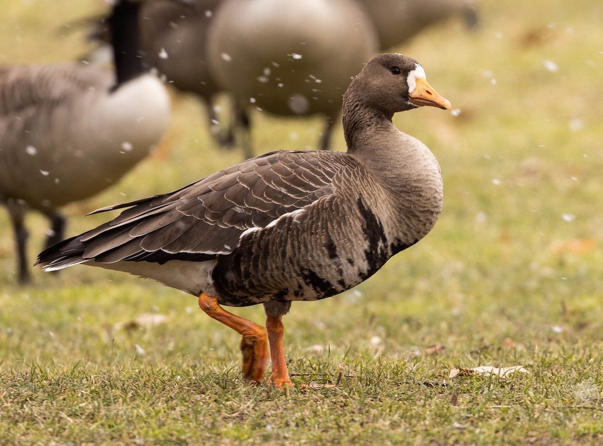 Greater White-fronted Goose (Greenland) - ML524147001