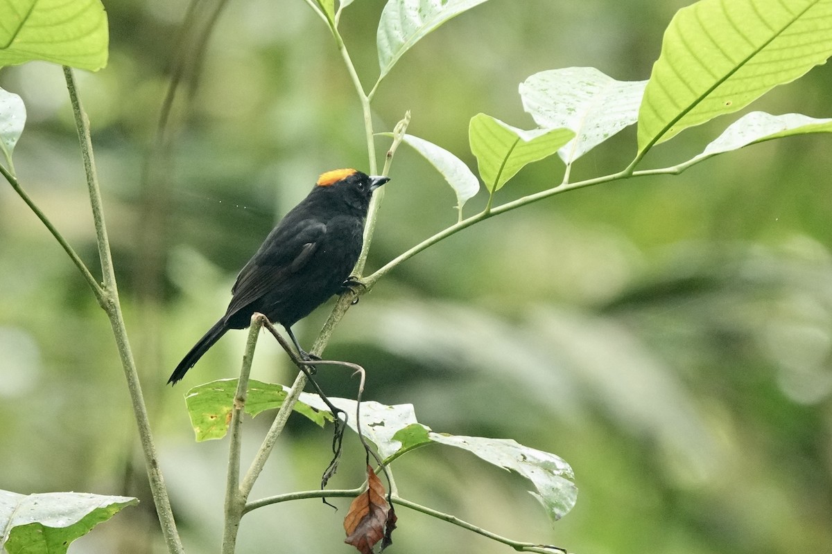 Tawny-crested Tanager - ML524147771