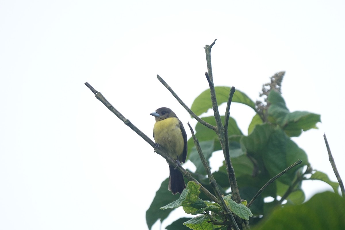 Flame-rumped Tanager - ML524147951