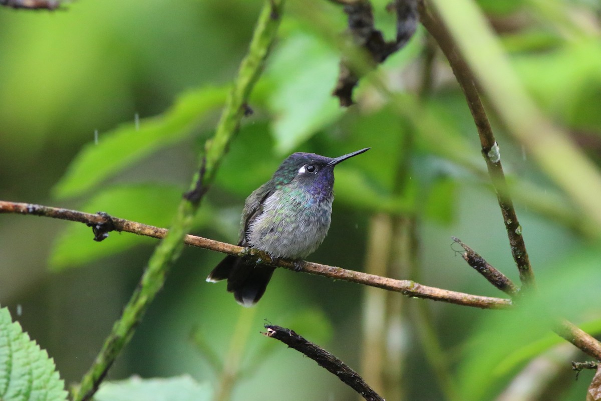 Violet-headed Hummingbird - ML524148941