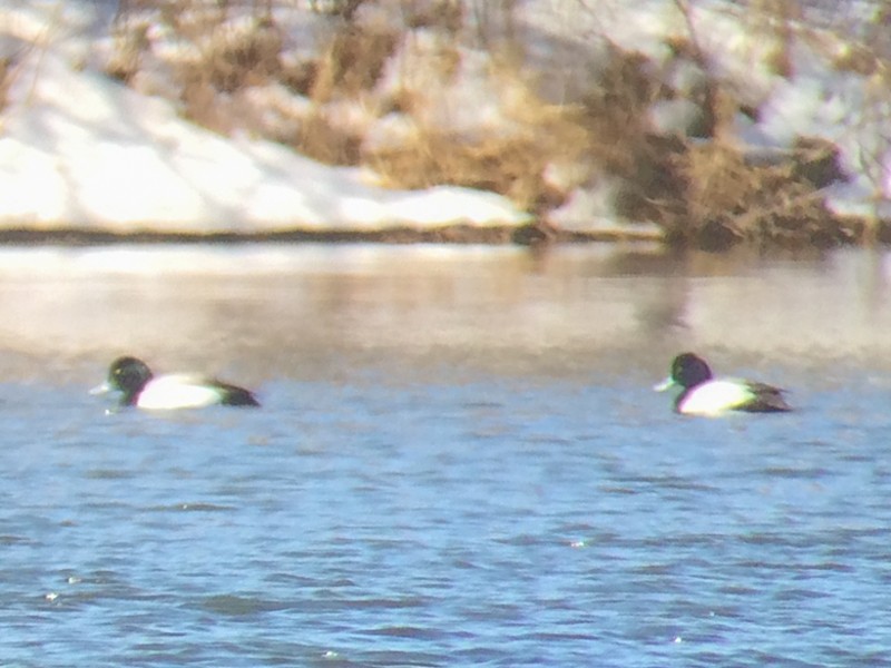 Greater Scaup - ML52415031