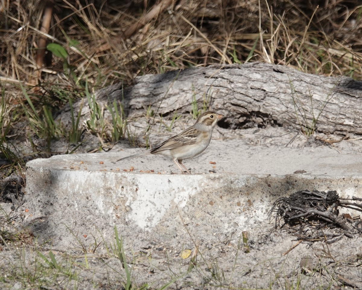 Clay-colored Sparrow - ML524150741