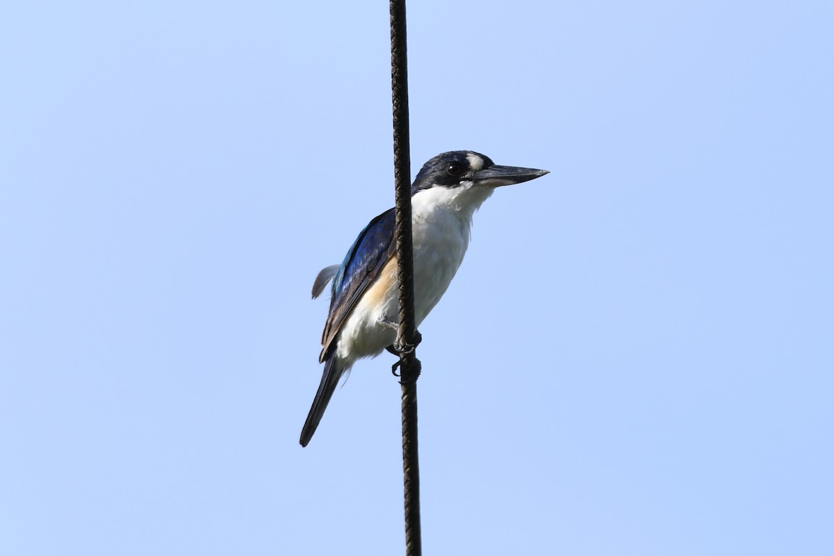 Forest Kingfisher - Morgan Witty