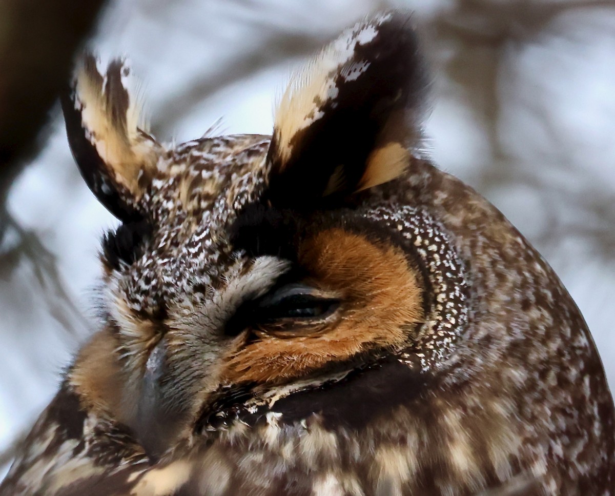Long-eared Owl - ML524164781
