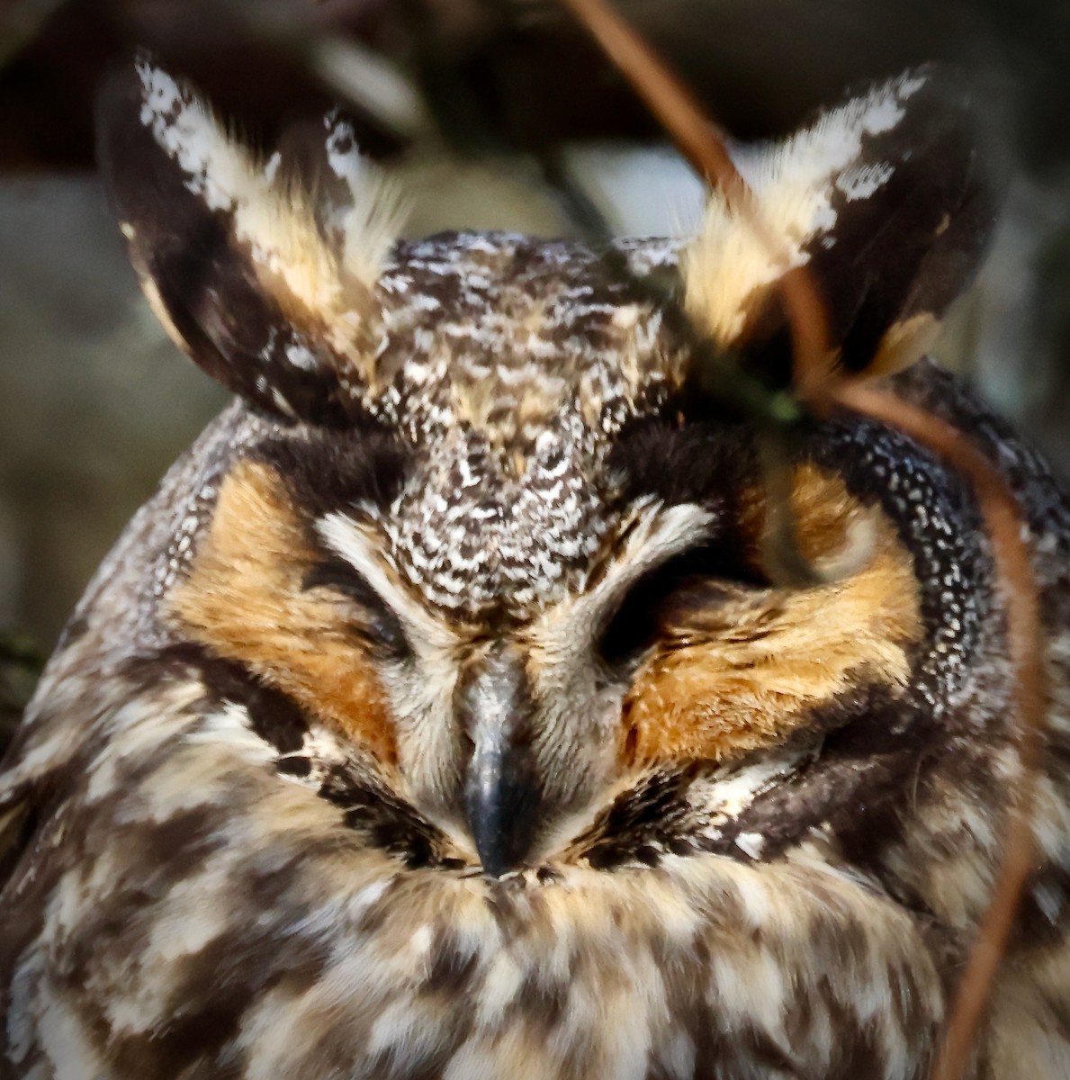 Long-eared Owl - ML524164791