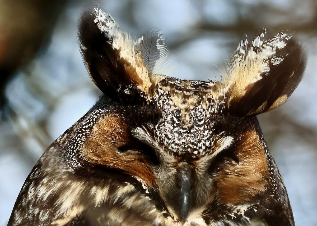 Long-eared Owl - ML524164811