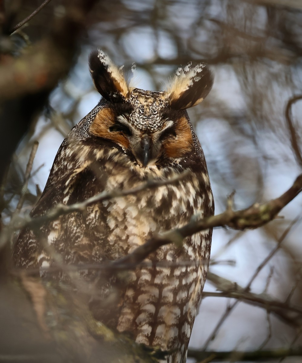 Long-eared Owl - ML524164831