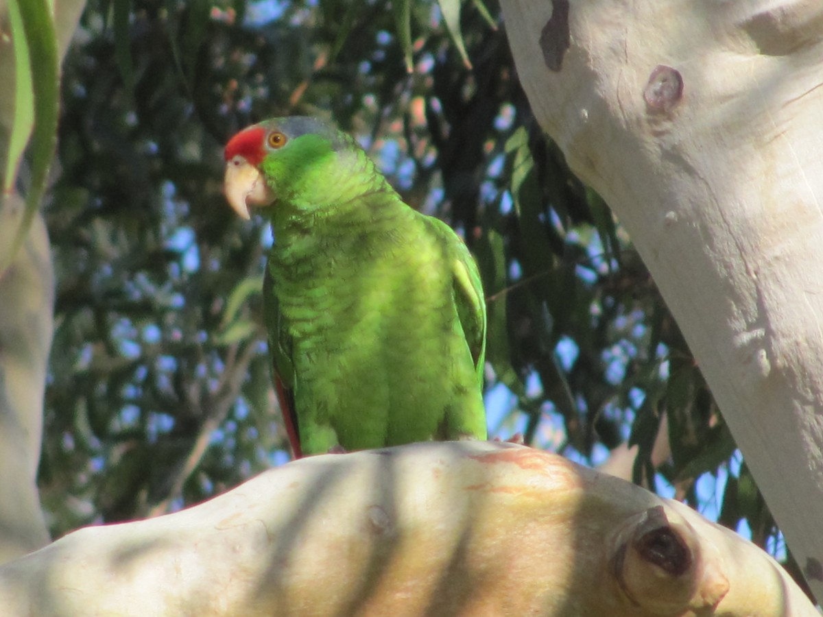 Red-crowned Parrot - ML52416491