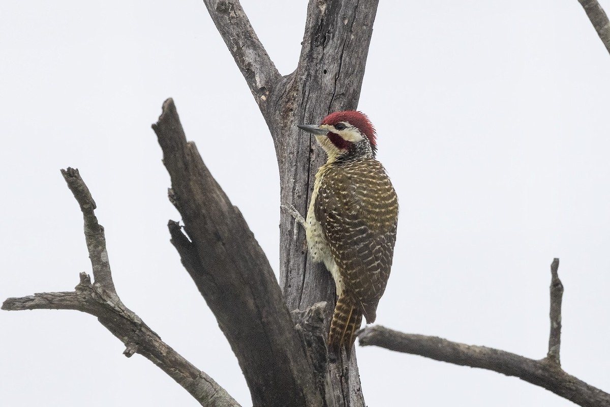 Bennett's Woodpecker (Bennett's) - ML524166241