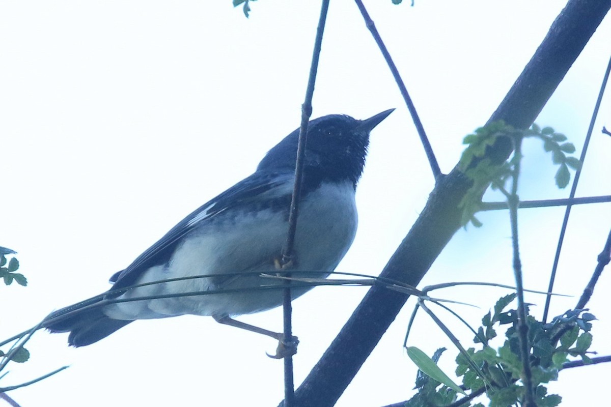 Black-throated Blue Warbler - ML524169171