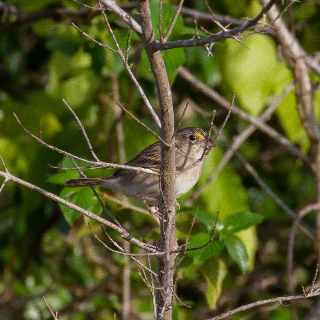 Grassland Sparrow - ML52416921