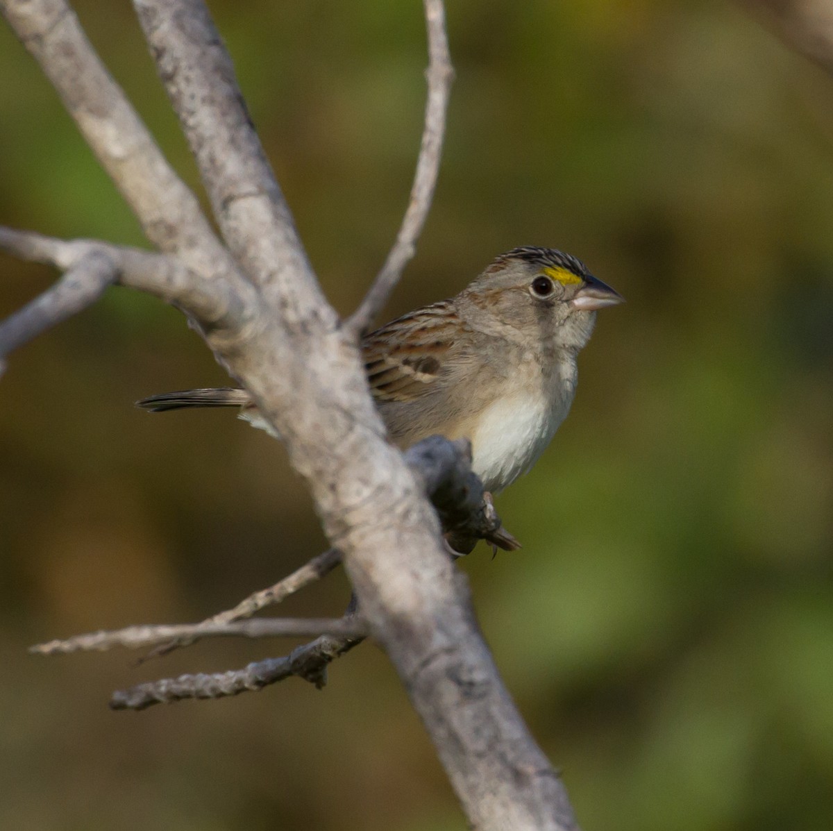 Grassland Sparrow - ML52416941