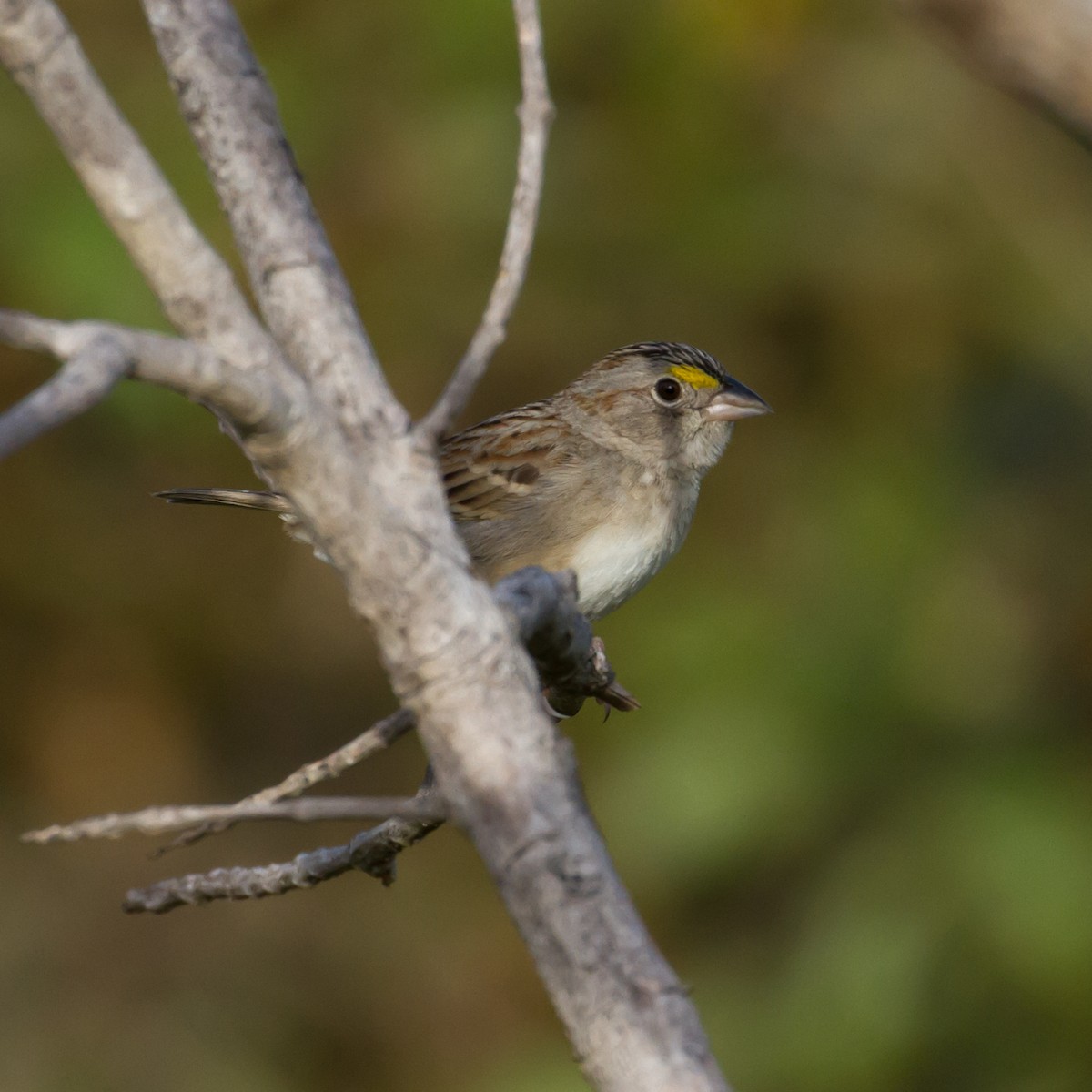 Grassland Sparrow - ML52416961
