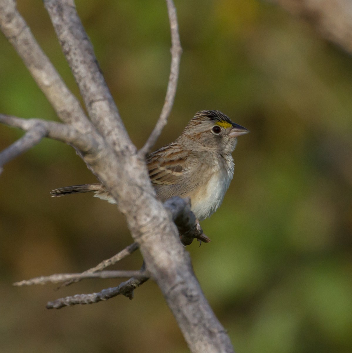 Grassland Sparrow - ML52416981