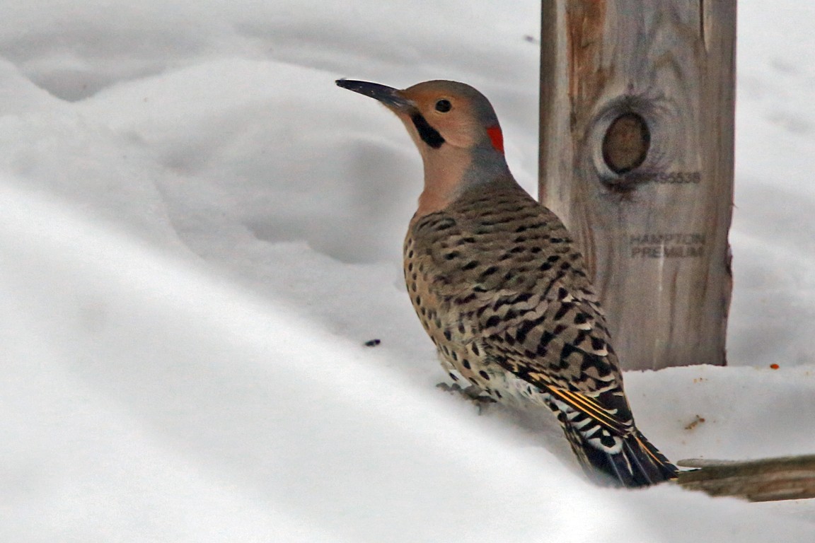 Northern Flicker (Yellow-shafted) - ML524170651
