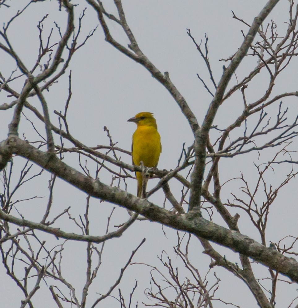 Hepatic Tanager - ML52417081