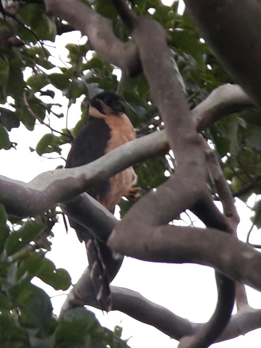 Collared Forest-Falcon - Maynor Ovando