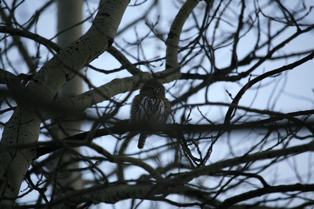 Northern Pygmy-Owl - Anonymous