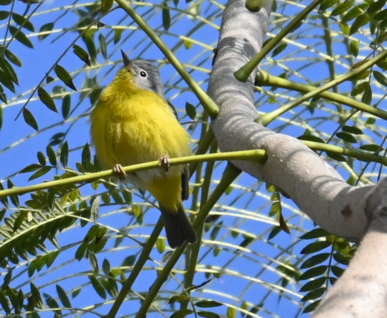 Ebird Checklist Jan Biori Jard N Bot Nico De Orizaba