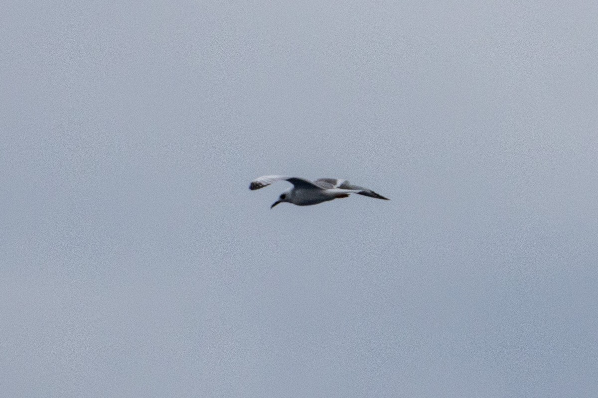 Swallow-tailed Gull - ML524183211