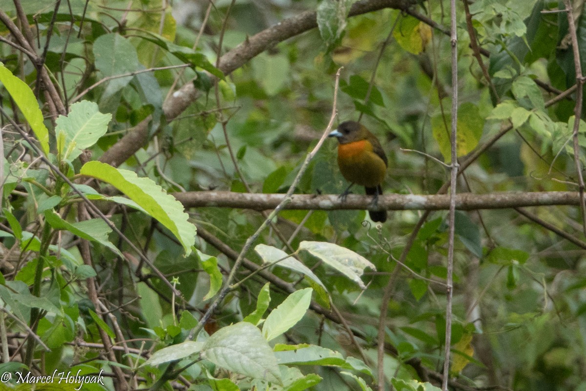 Scarlet-rumped Tanager - ML524184561