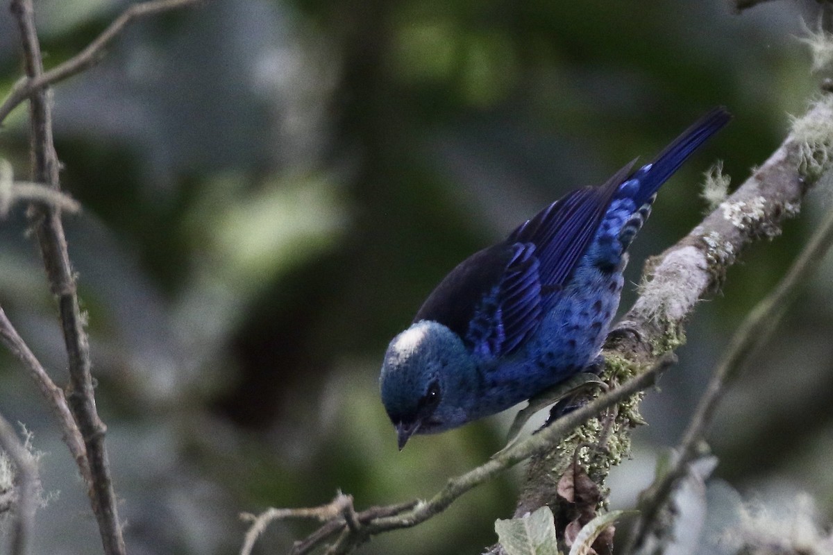 Blue-and-black Tanager (Spot-bellied) - ML524186111