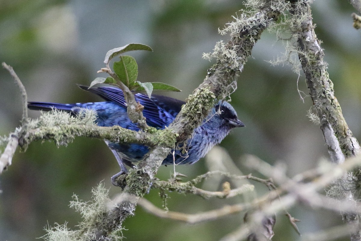 Blue-and-black Tanager (Spot-bellied) - ML524186121