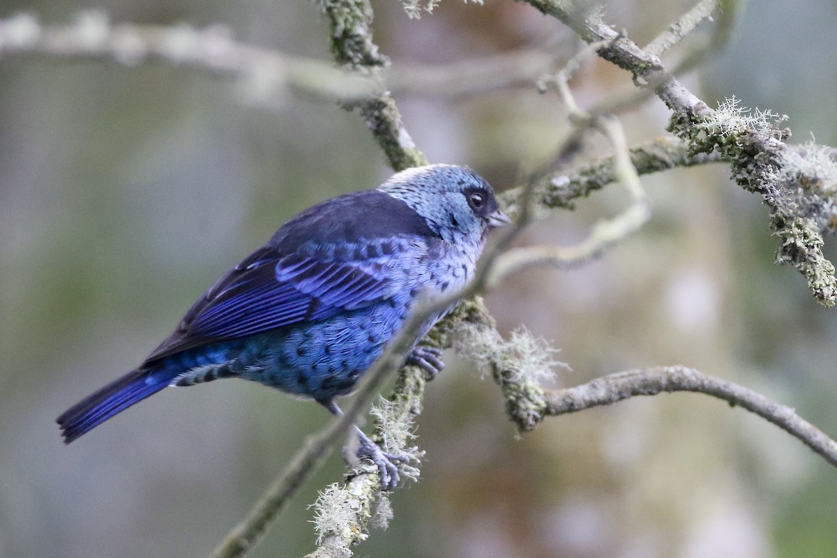 Blue-and-black Tanager (Spot-bellied) - ML524186141