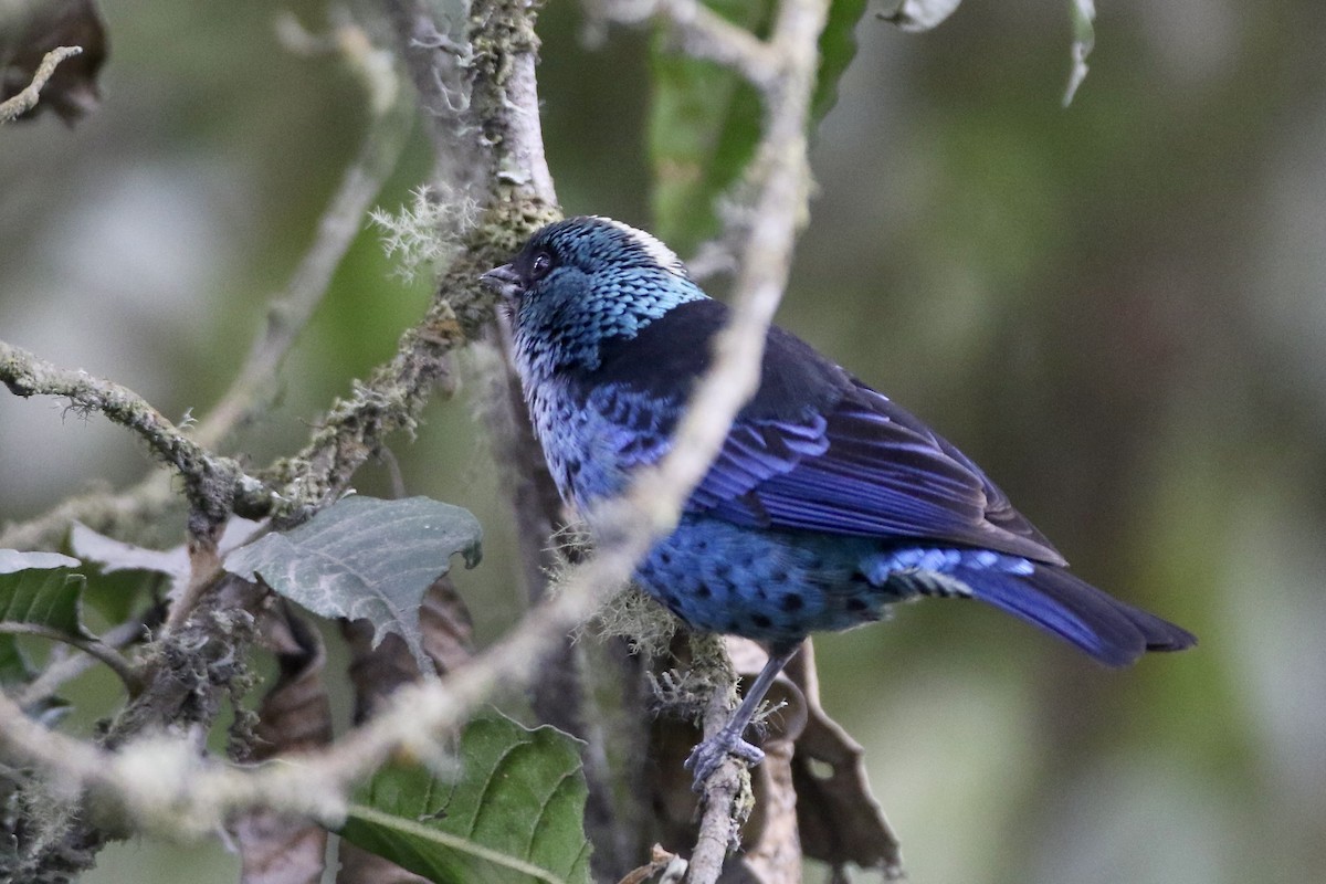 Blue-and-black Tanager (Spot-bellied) - ML524186151
