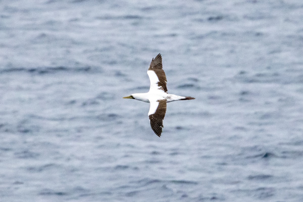 Masked Booby - ML524187151