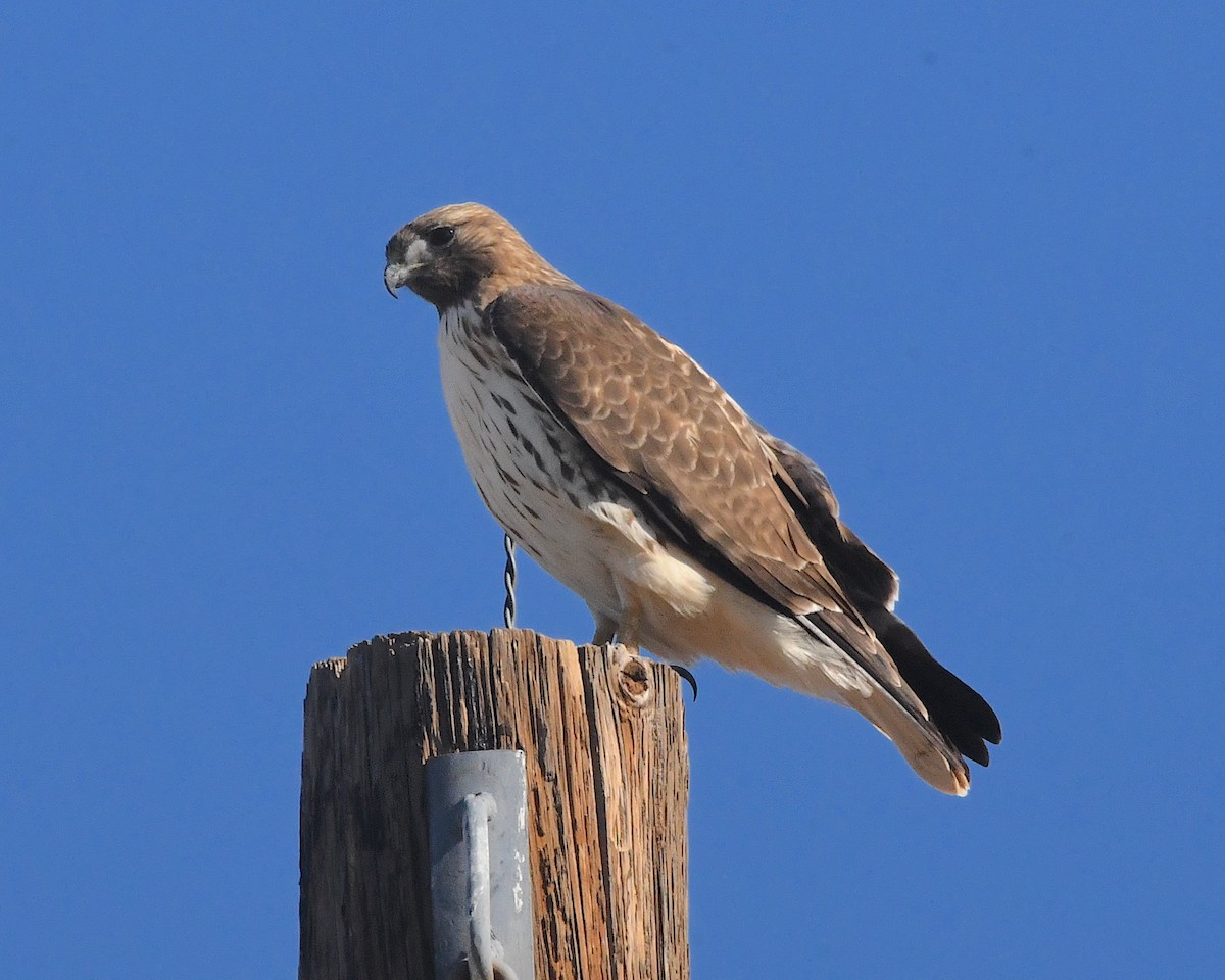 Red-tailed Hawk - ML524188561